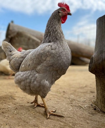 Eier von glücklichen Hühnern