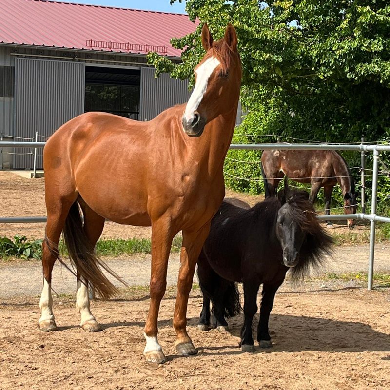 Reitunterricht oder Spaziergänge